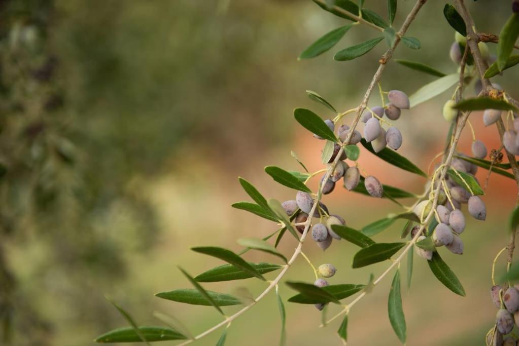 Όμορφο Παραθασυγκρότημα Ενοικιαζόμενων Καταλυμάτων Ως Ολόκληρος Χώρος - Chrani, Ελλάδαλάσσιο Διαμέρισμα Extérieur photo